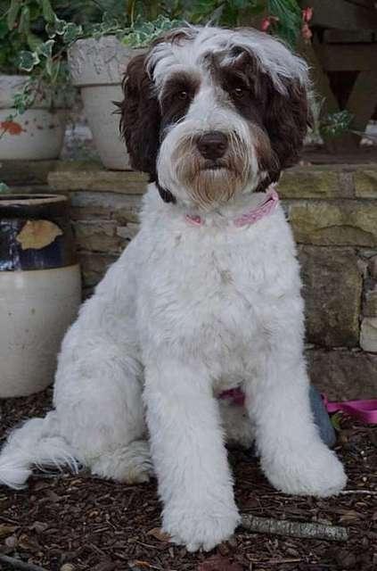 Fanny front of Gazebo