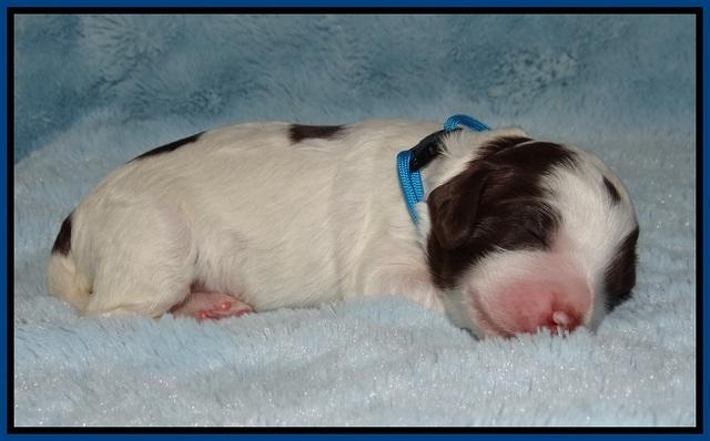 Fanny AJ pups 1 wk old 4!