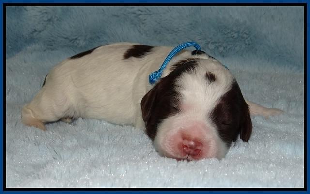 Fanny AJ pups 1 wk old 5!