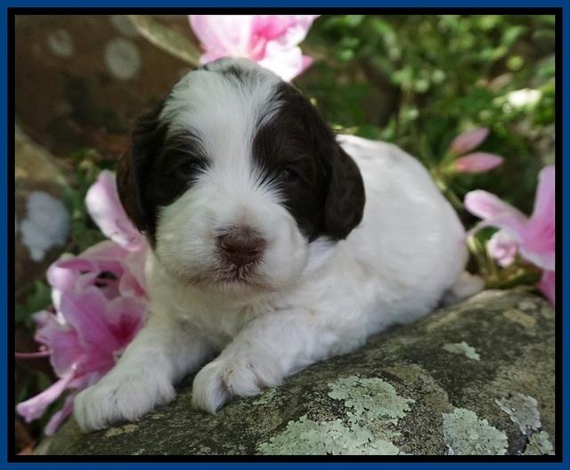 Fanny AJ pups 3 wks old 42