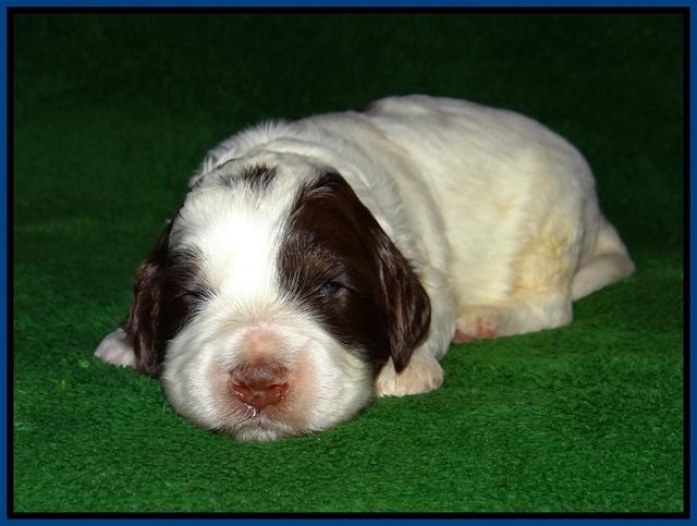 Fanny AJ pups 3 wks old 51