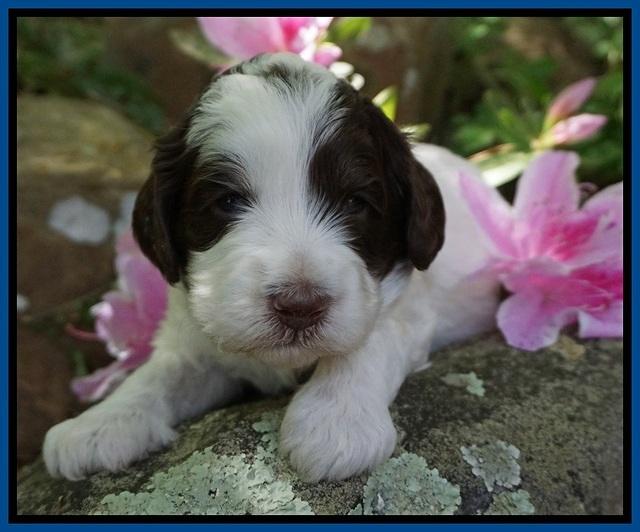 Fanny AJ pups 3 wks old 52