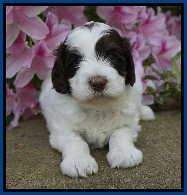 Fanny AJ pups 4 wks old 11