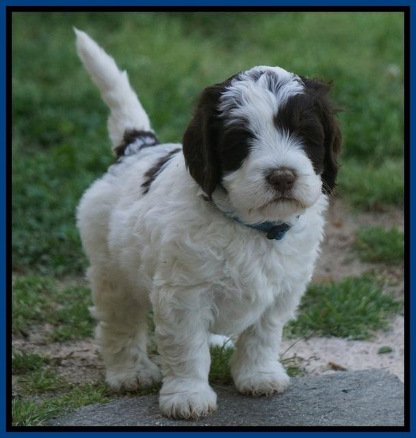 Fanny AJ pups 5 wks old 41