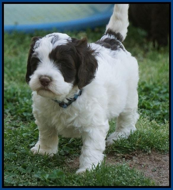 Fanny AJ pups 5 wks old 61