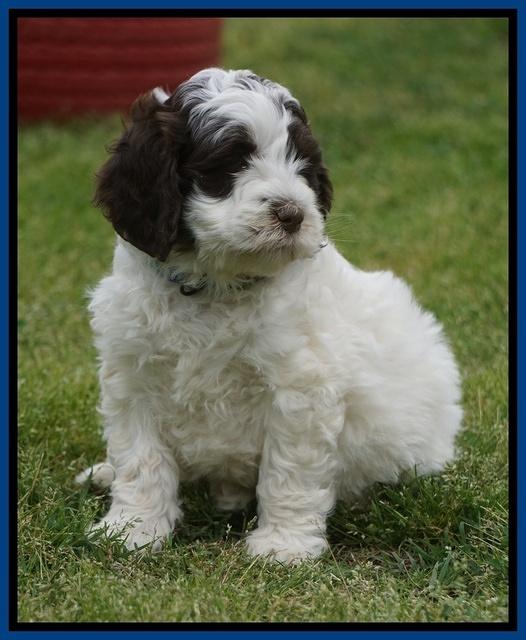Fanny AJ pups 6 wks old 4100