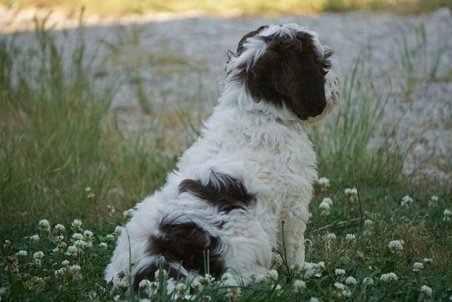 Fanny AJ pups 8 wks old 3975