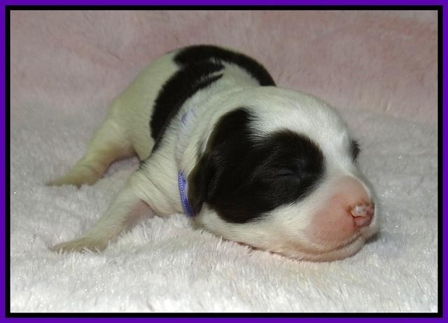 Fanny AJ pups 1 wk old 6!