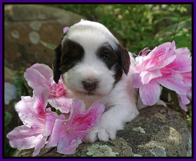 Fanny AJ pups 3 wks old 72