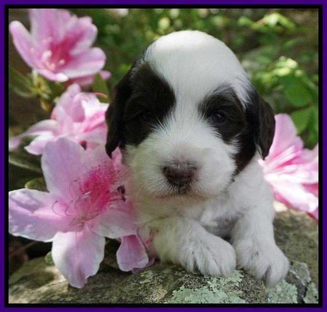 Fanny AJ pups 3 wks old 92