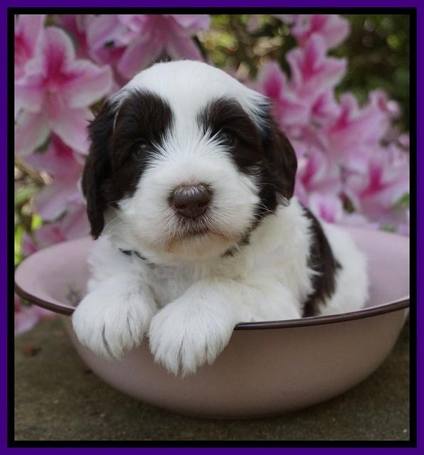 Fanny AJ pups 4 wks old 81