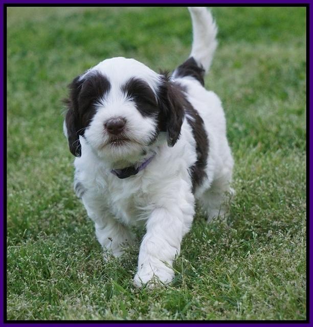 Fanny AJ pups 5 wks old 81