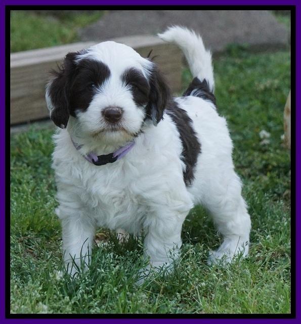 Fanny AJ pups 5 wks old 91