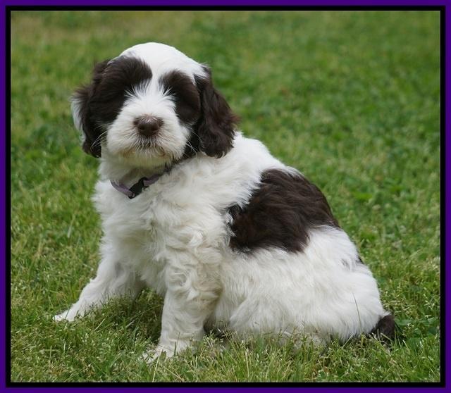 Fanny AJ pups 6 wks old 11100