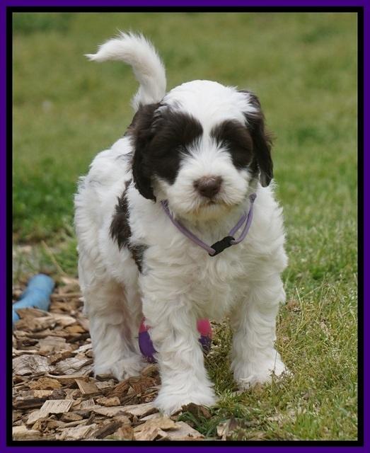 Fanny AJ pups 6 wks old 12100