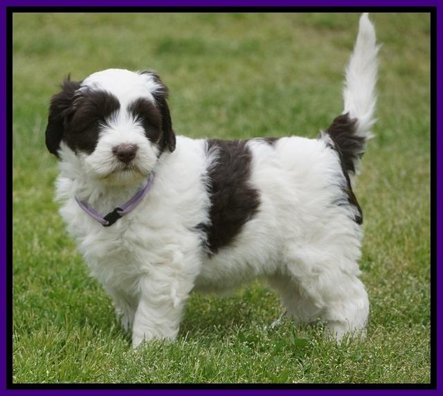 Fanny AJ pups 6 wks old 8100