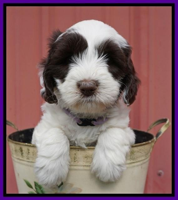 Fanny AJ pups 6 wks old 9100