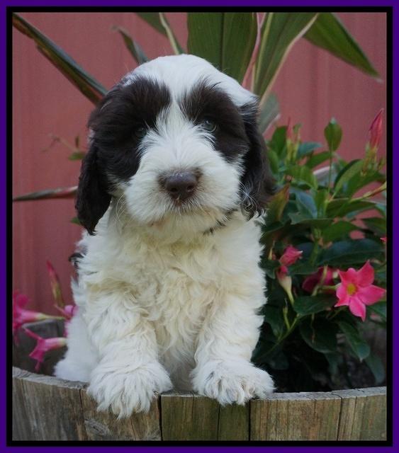 Fanny AJ pups 7 wks old 51