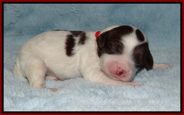 Fanny AJ pups 1 wk old 8!