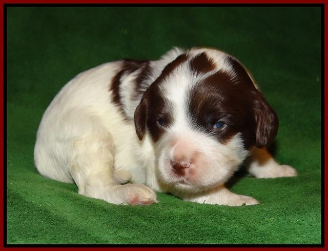Fanny AJ pups 3 wks old 111
