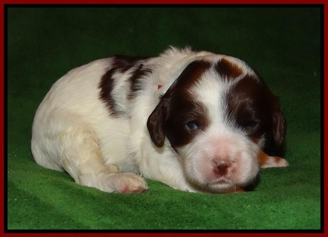 Fanny AJ pups 3 wks old 91