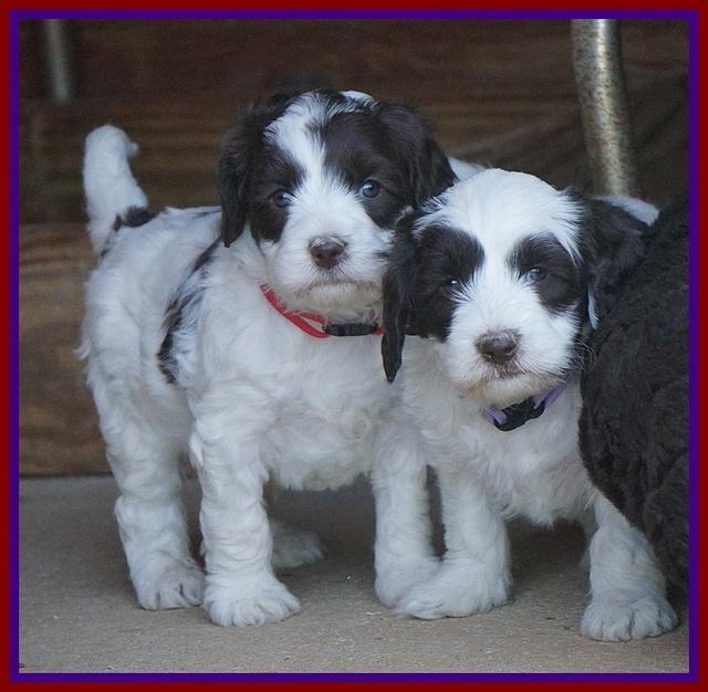 Fanny AJ pups 5 wks old 161