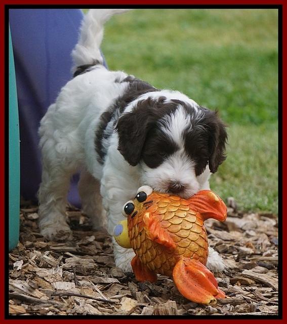 Fanny AJ pups 6 wks old 14100