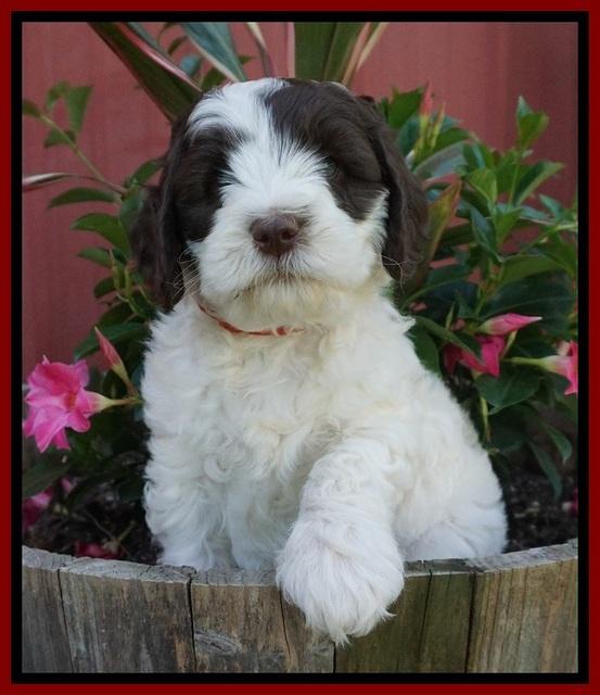 Fanny AJ pups 7 wks old 81