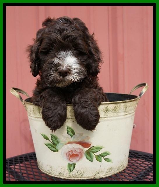 Fanny AJ pups 6 wks old 19100