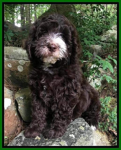 Fanny AJ pups 8 wks old 71
