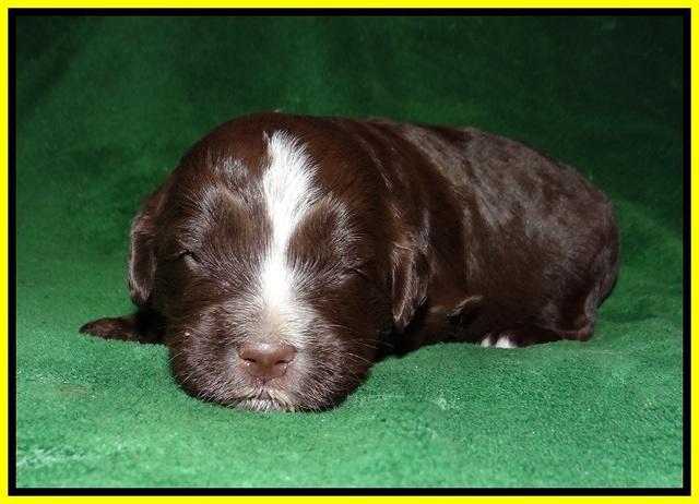 Fanny AJ pups 2 wks old 212