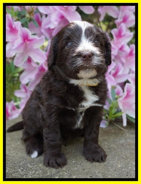 Fanny AJ pups 4 wks old 271