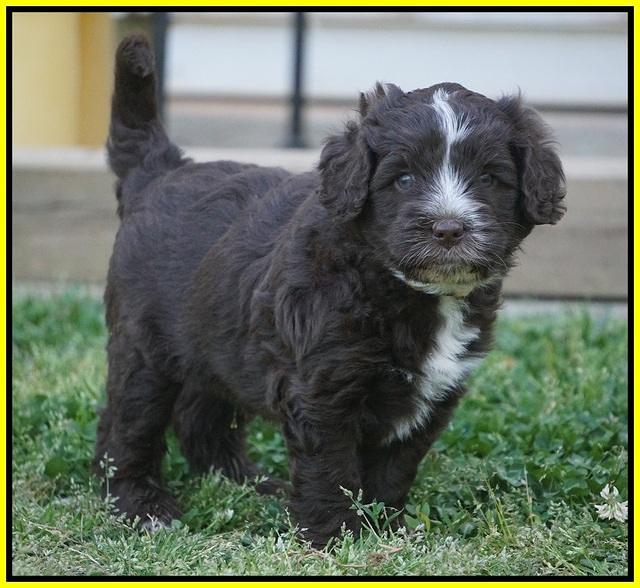 Fanny AJ pups 5 wks old 381