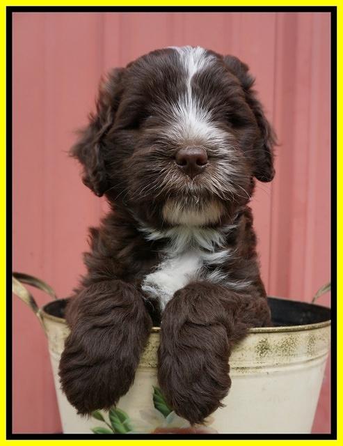 Fanny AJ pups 6 wks old 35100