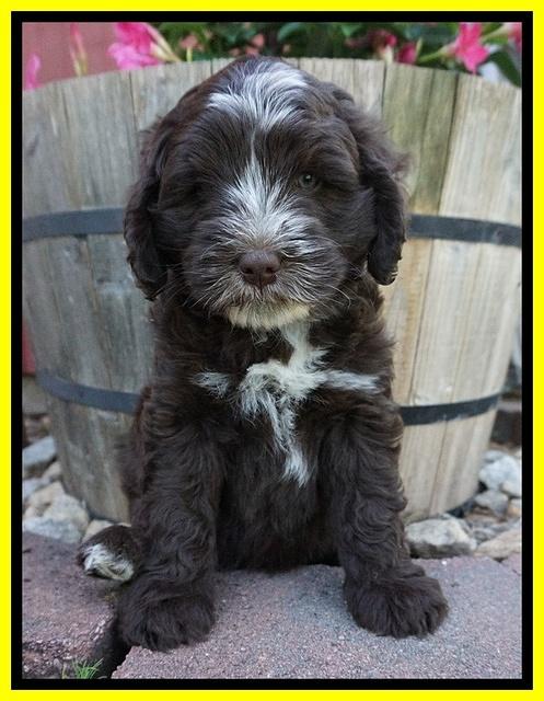 Fanny AJ pups 7 wks old 191