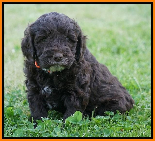Fanny AJ pups 5 wks old 221