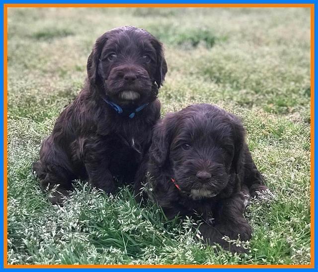 Fanny AJ pups 5 wks old 271