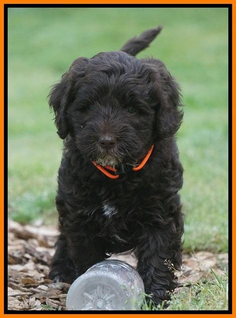 Fanny AJ pups 6 wks old 24100