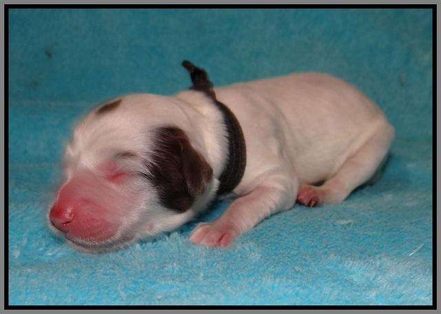 Fanny AJ Newborn 171