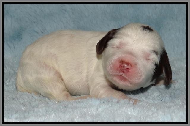 Fanny AJ pups 1 wk old 21!