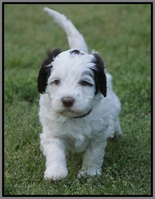 Fanny AJ pups 5 wks old 301