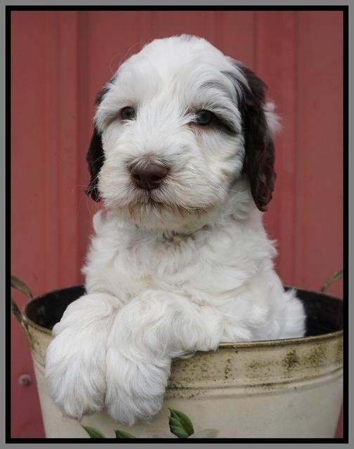 Fanny AJ pups 6 wks old 26100