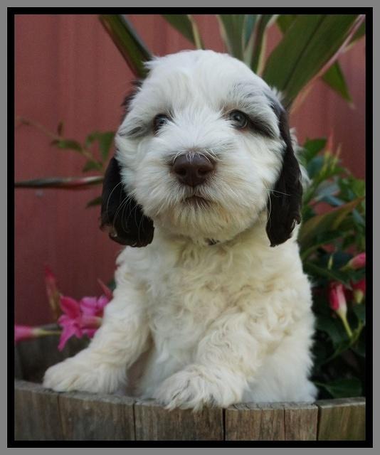 Fanny AJ pups 7 wks old 241