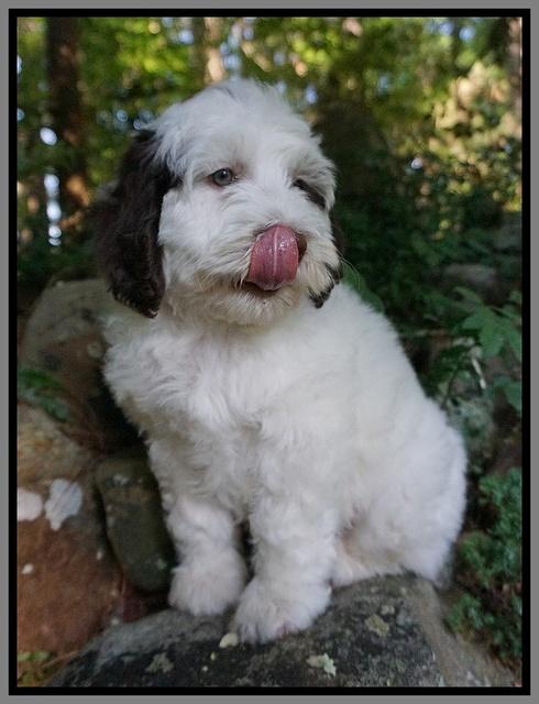 Fanny AJ pups 8 wks old 1974