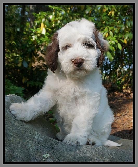 Fanny AJ pups 8 wks old 2974