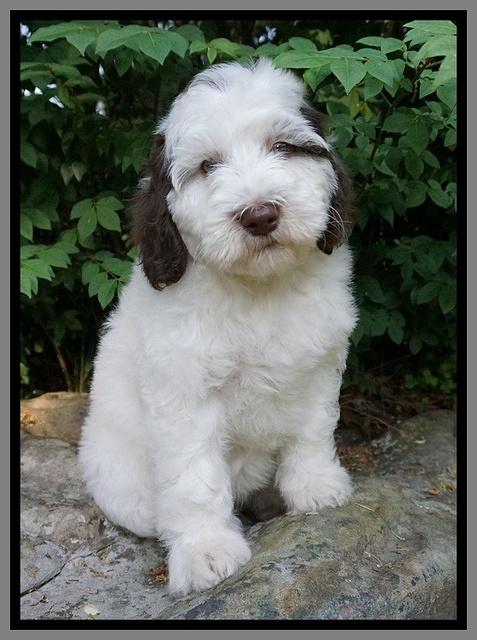 Fanny AJ pups 8 wks old 4974