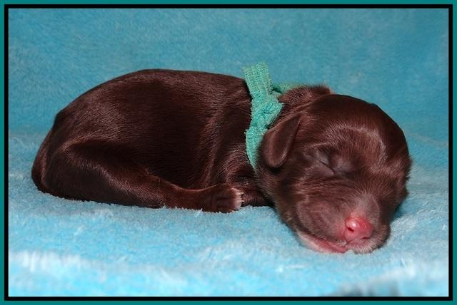 Fanny AJ Newborn 141