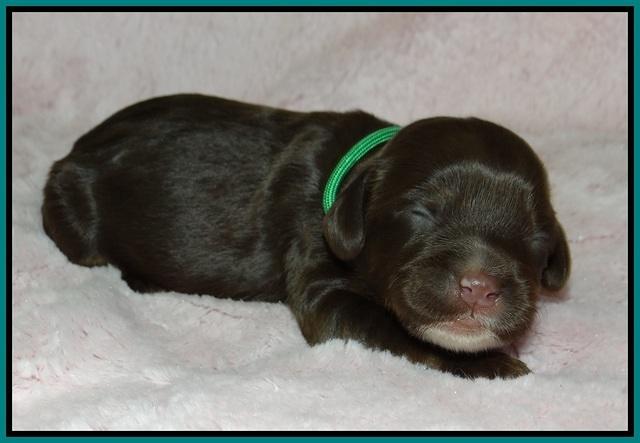 Fanny AJ pups 1 wk old 17!