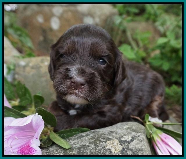 Fanny AJ pups 3 wks old 192