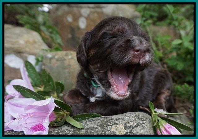 Fanny AJ pups 3 wks old 202